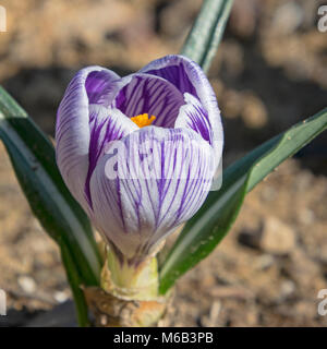 Seitenansicht des schönen lila und weiß gestreifte Krokus Blume auf unscharfen Schmutz Hintergrund Stockfoto