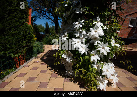 Clematis-Blüten vollständig bedeckt einen Zaun im heimischen Garten. Stockfoto