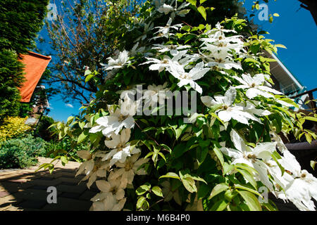 Clematis-Blüten vollständig bedeckt einen Zaun im heimischen Garten. Stockfoto