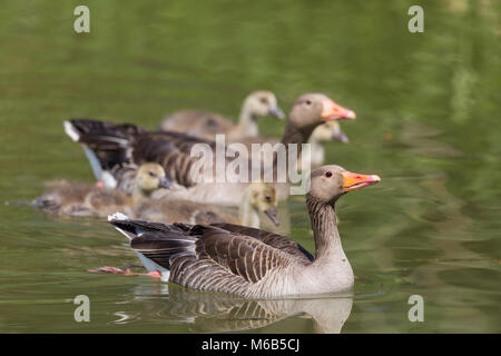 Natürliche Graugans (Anser anser) Familie mit vier flügge Nachkommen Stockfoto