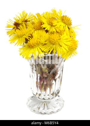 Huflattich Tussilago farfara Blumen in einer Vase auf weißem Hintergrund Stockfoto