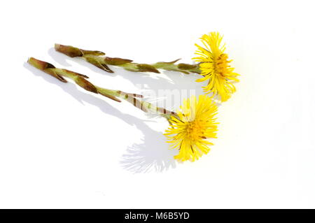 Huflattich Tussilago farfara Blumen auf weißem Hintergrund Stockfoto