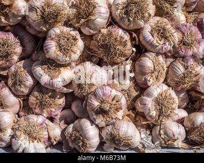 Knoblauch auf die Marktstände Apt Vaucluse Provence-Alpes-Côte d'Azur Frankreich Stockfoto