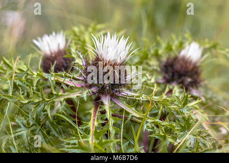 Stemless Silberdistel (Carlina Acaulis) oder Silver thistle Blumen Stockfoto