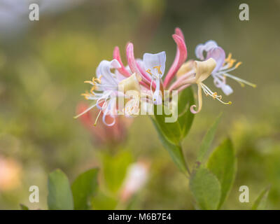 Blühende Perfoliate honeysuckle (Lonicera caprifolium) Wildflower im natürlichen Lebensraum Stockfoto