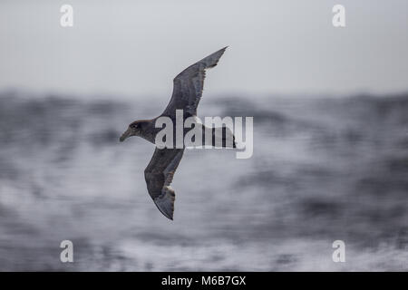 Southern Giant Petrel (Macronectes giganteus) im Südlichen Ozean Stockfoto