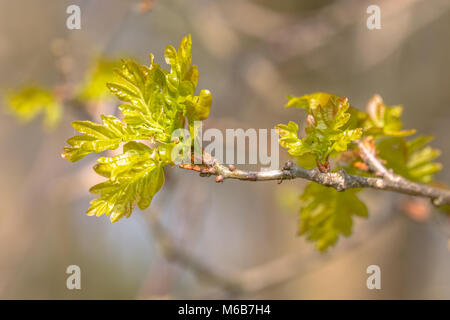 Keimen Gemeinsame europäische Eiche (Quercus robur) Blätter, die im April oder Mai Stockfoto