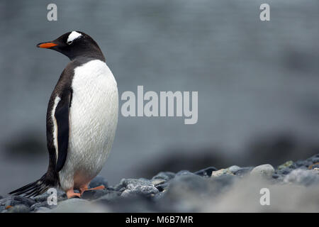 Gentoo Pinguin (Pygoscelis papua) in der Antarktis Stockfoto