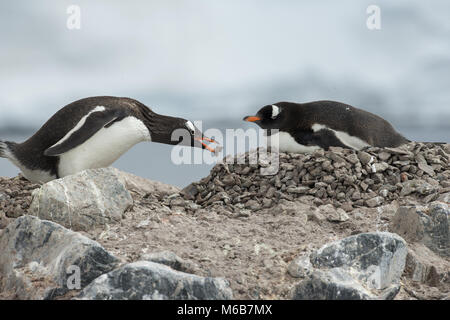 Gentoo Pinguin (Pygoscelis papua) mit einem Rock Stockfoto