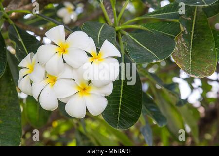 Weiße Plumeria Blume Stockfoto