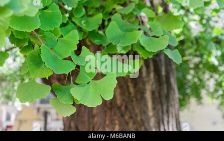 Nahaufnahme eines alten ginkgo Baum in Verona, Italien Stockfoto