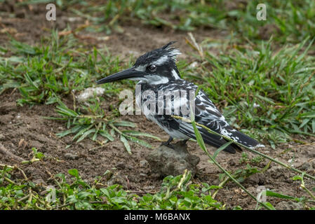 Pied Kingfisher (Ceryle rudis) auf dem Boden des Queen Elizabeth National Park, Uganda, Afrika Stockfoto