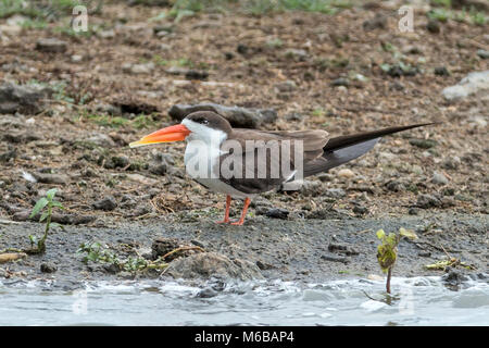 African Skimmer (Rynchops flavirostris) Lake Victoria, Queen Elizabeth National Park, Uganda, Afrika Stockfoto