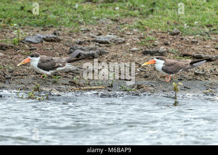 African Skimmer (Rynchops flavirostris) Lake Victoria, Queen Elizabeth National Park, Uganda, Afrika Stockfoto