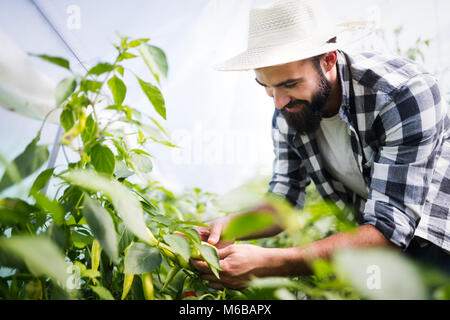 Kaukasische Landwirt Kommissionierung Paprika aus seinem Gewächshaus Garten Stockfoto