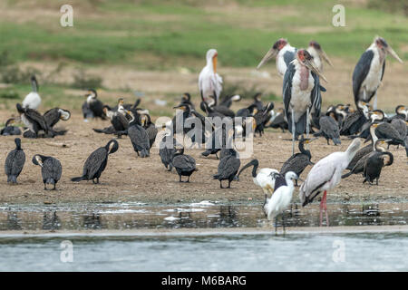 Afrikanische Heilige Ibis (Threskiornis aethiopicus), Kormoran (Phalacrocorax carbo), auch bekannt als der große schwarze Kormoran, Marabu (Leptoptilos crume Stockfoto