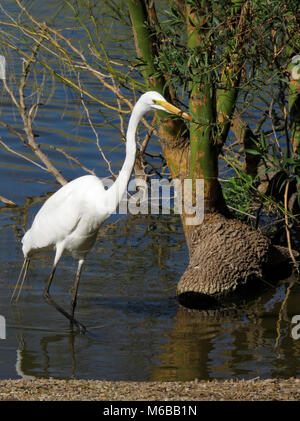 Silberreiher (Ardea alba) im südlichen Arizona, Februar 2016 Stockfoto