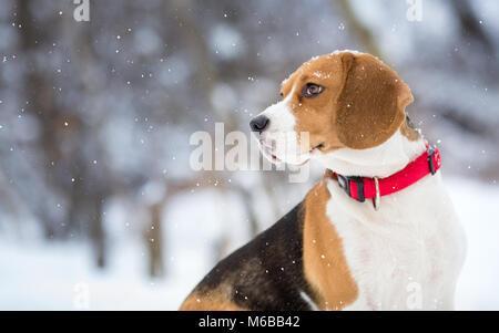 Beagle Hund Winter portrit Hintergrund Stockfoto