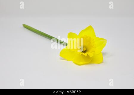 Die Vorboten des Frühlings eine schöne gelbe Narzisse (Narcissus pseudonarcissus) Stockfoto