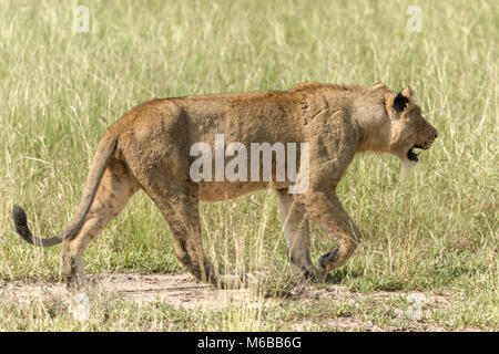 Unreife Lion post-Prandial, Queen Elizabeth National Park, Uganda, Afrika Stockfoto
