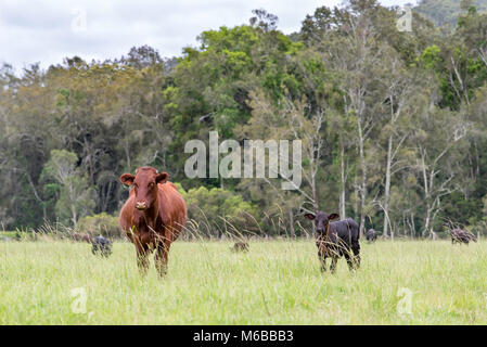 Black Angus und Santa Gertrudis Rinder auf einer Farm im Norden von NSW, Australien Stockfoto