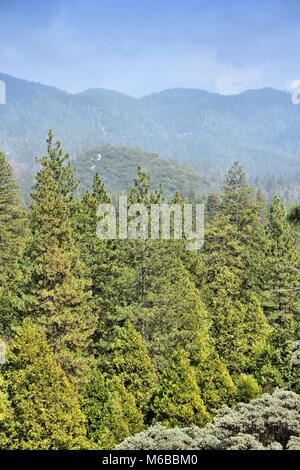 California, United States - National Forest in Giant Sequoia National Monument. Stockfoto