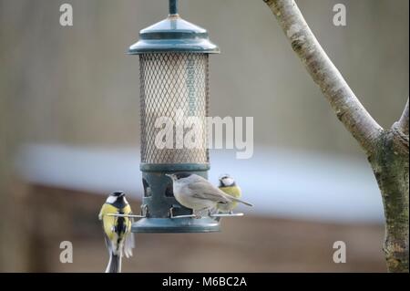 Sylvia atricapilla, männliche Eurasischen Mönchsgrasmücke wintring in Wales, Großbritannien. Stockfoto