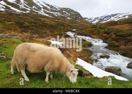 Schafe in der Tundra biome Landschaft in Norwegen. Bergbach im Aurlandsfjellet. Stockfoto