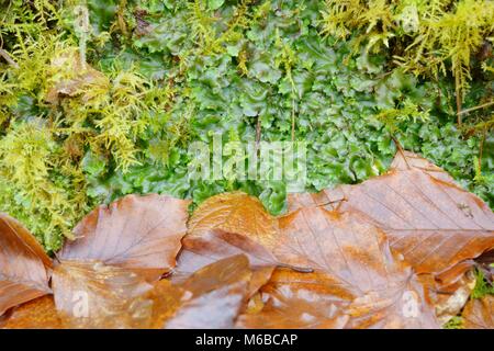 Kommunalanleihen, Pellia epiphylla, Wales, UK. Stockfoto