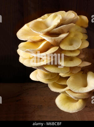 Frisch gepflückt essbar gelb oder golden Austernseitling (Pleurotus Citrinopileatus) in eine Grow-box Stockfoto