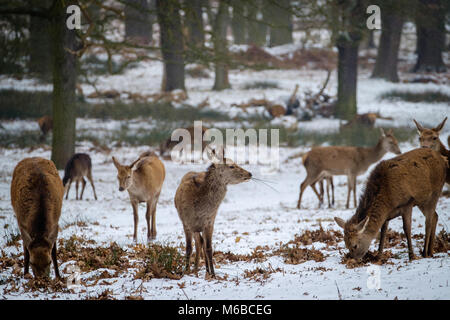 Red deer Hinds auf der Suche nach Nahrung unter dem Schnee im Richmond Park Stockfoto