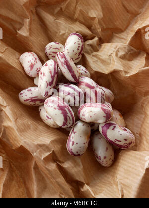 Frisch gepflückt Borlotti Bohnen auch bekannt als die Cranberry Bohne oder römische Bohne Stockfoto