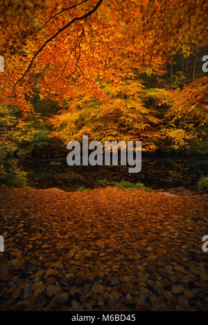 Herbstliche Farben auf dem Fluss Teign Dartmoor National Park Stockfoto