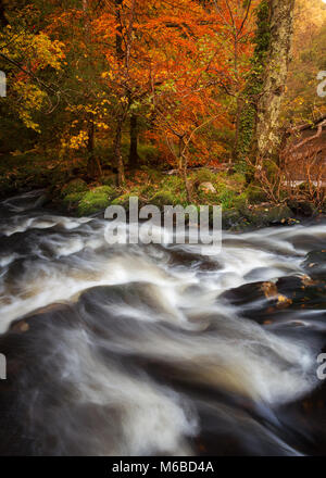 Schnell fließenden Wasser und herbstliche Farben auf dem Fluss Teign Dartmoor National Park Stockfoto