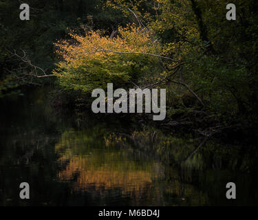 Herbst Reflexionen über den Fluss Teign Dartmoor National Park Stockfoto