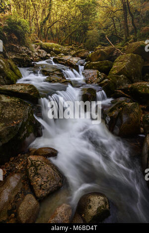 Wasserfall des Flusses Plym bei Shaugh Prior Dartmoor National Park Stockfoto
