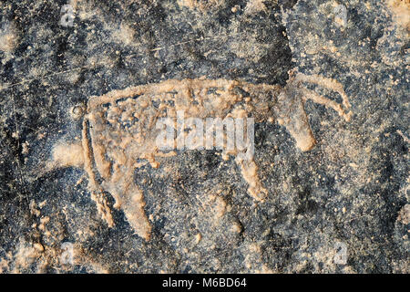 Prähistorische Sahara Petroglyph Kunst Felszeichnungen von Rindern von einer Site 20km östlich von Taouz, Süd-Ost-Marokko Stockfoto