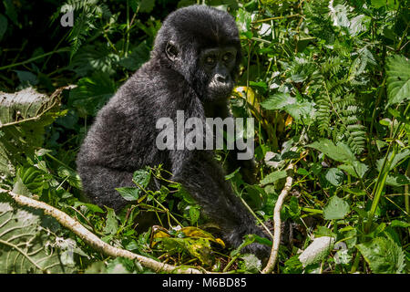 Jungen Berggorilla (Gorilla beringei beringei) ist 1 von 2 Unterarten von Eastern Gorilla zu Fuß durch Bwindi Impenetrable Forest in Uganda Stockfoto