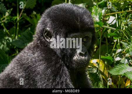 Jungen Berggorilla (Gorilla beringei beringei) ist 1 von 2 Unterarten von Eastern Gorilla zu Fuß durch Bwindi Impenetrable Forest in Uganda Stockfoto