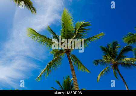 Larges Kokospalmen voller grüne und gelbe Blätter stehen in einem blauen Himmel. Ansicht von unten. Platz für die Beschriftung ein. Stockfoto