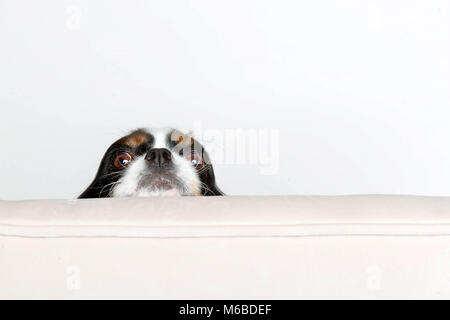 Süßer Hund lehnt sich Kopf auf dem Sessel Stockfoto