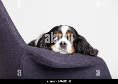 Süßer Hund lehnt sich Kopf auf dem Sessel Stockfoto