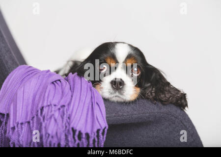 Süßer Hund lehnt sich Kopf auf dem Sessel Stockfoto