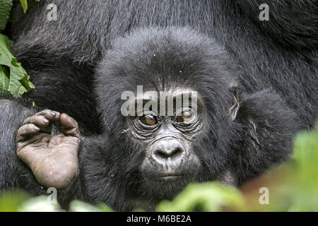 Kleinkind Berggorilla (Gorilla beringei beringei) ist eine der beiden Unterarten des östlichen Gorilla. Bwindi Impenetrable Forest, Uganda, Afrika, Stockfoto