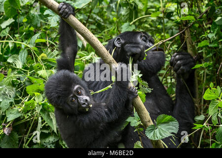 Mutter (Essen) und Kleinkinder Berggorilla (Gorilla beringei beringei) ist 1 der 2 Unterarten der östlichen Gorilla. Bwindi Impenetrable Forest Stockfoto