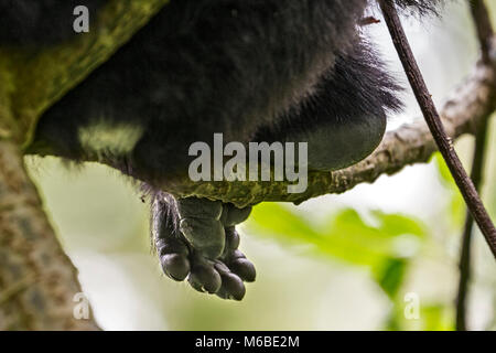 Berggorilla (Gorilla beringei beringei) ist eine der beiden Unterarten des östlichen Gorilla. Fuß ruht auf einem Zweig. Bwindi Impenetrable Forest Stockfoto