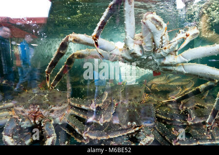 Speichern Download Vorschau King Crab groß im Aquarium Aquarium mit Wasser. Silhouette Stockfoto