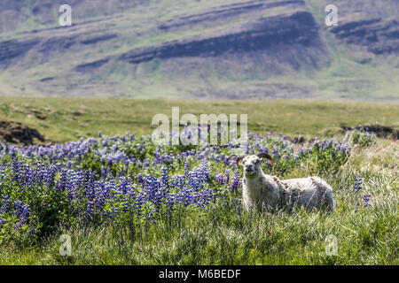 Hardy isländischen Schaf Schaf, Weide mit Nootka Lupine (Lupinus nootkatensis). Lila Blüten eingeführt Stickstoff und Boden fertilit zu erhöhen. Stockfoto