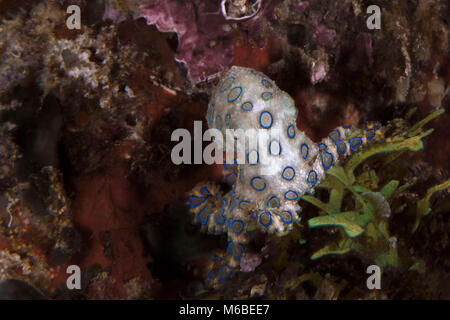 Blue ring Octopus (Hapalochlaena lunulata). Bild wurde in der Nähe von Panglao Island, Philippinen genommen Stockfoto