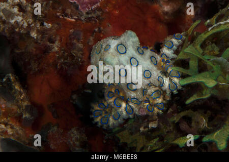 Blue ring Octopus (Hapalochlaena lunulata). Bild wurde in der Nähe von Panglao Island, Philippinen genommen Stockfoto